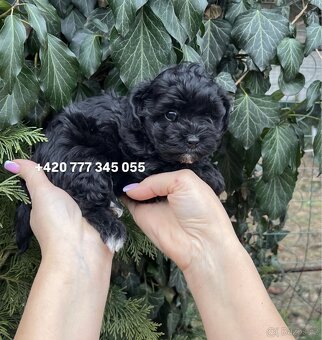 Maltipoo Black, fenka 800€ - 7