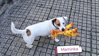 Jack russel teriér - 7