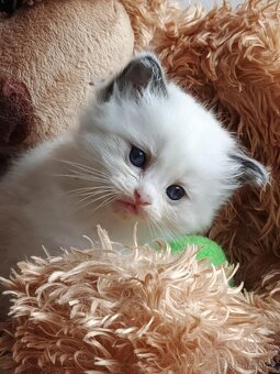 Ragdoll koťátka s PP - 7