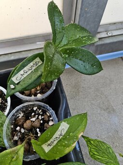 Hoya, voskovka - pokojová rostlina různé - 7