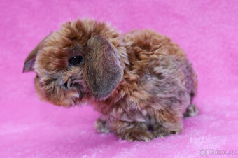 Zakrslý satén rex beránek , samička s VP . - 7
