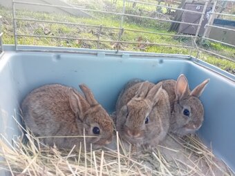 Prodám zakrslé králíky - 7