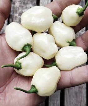 Sazenice chilli různých druhů - 7