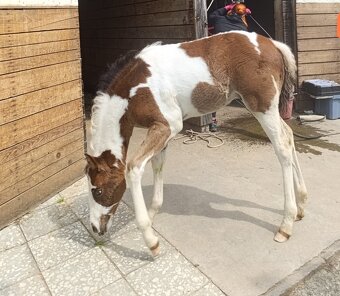 APHA Bay Tobiano Hřebeček - 7