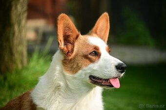 Welsh corgi cardigan - 7