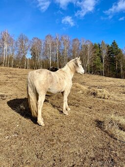 Dobrý menší koník - větší pony valach - 7