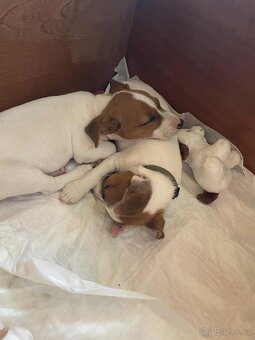 Jack russel teriér - 7