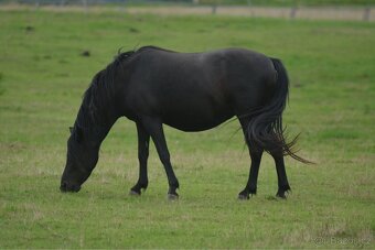 Docházka ke koním - 7