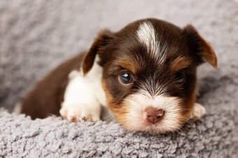 Biewer a Biro Yorkshire Terrier s PP, Jorkšír terier s PP - 7