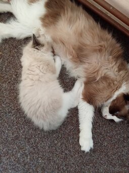 Ragdoll kotatka - 7