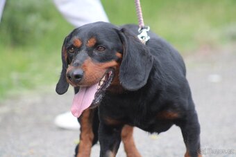MR.SAUSAGE K ADOPCI - 7 LET,HODNÝ, KÁMOŠ S CHLAPMI :-) - 7
