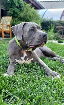 Pejsek American bully XL s PP - 7