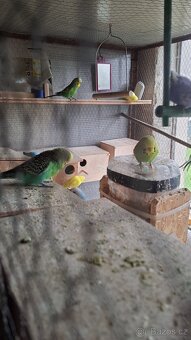 ANDULKY K ODBĚRU - 7