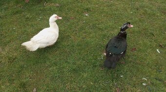 Kachna pižmová - 7