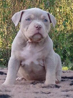 American bully - 7