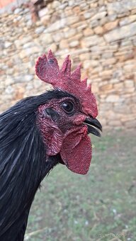 Kohouti Ayam Cemani, Cemanské slepice, Cemanky - 7