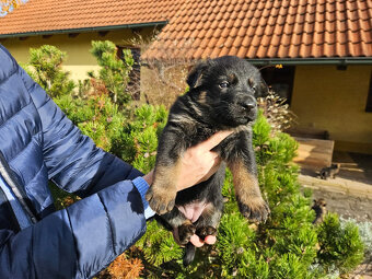Německý ovčák štěňata bez PP - 7