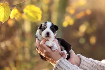Australský ovčák - Nandor Cofi Capito - 7