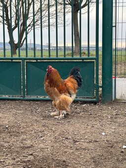 NV Brahmánka velká - 7