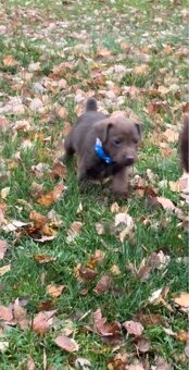 Patterdale teriér - 7