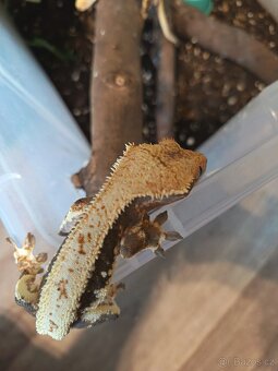 Pagekon řásnatý top ceny - 7