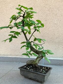 Bonsai, Bonsaj, jamadori, habr - 7