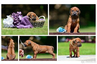 Rhodéský ridgeback - štěňátka k rezervaci 💙 - 7
