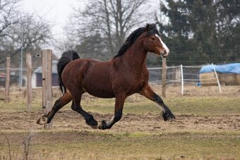 Připouštění welsh cob - 7