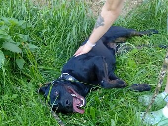 ÁRON K ADOPCI - přátelský akční parťák - 7