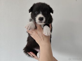 Border kolia-Border collie - 7