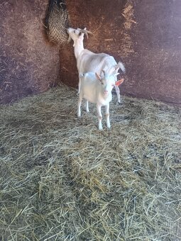 Letošní kůzlata - 7