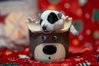 Australský honácký pes s PP - 7