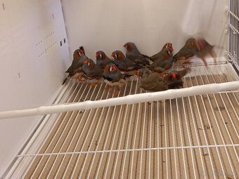 zebřička pestrá - 7