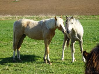 Prodám klisnu welsh pony, sekce B. - 7