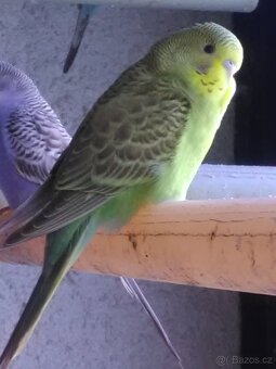 ANDULKA VLNKOVANÁ - 7