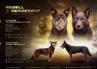 Australská kelpie - 7