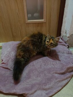 Darujeme koťátka - 7