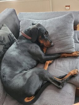 Štěně Dobrmana - 7