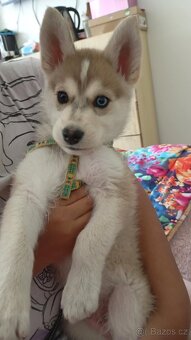 Sibiřský Husky - štěně - 7