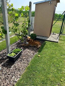 Slunná zahrada s bazénem, pergolou a technickým zázemím – Li - 7