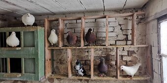 Prodám: Holub Kalifornský - 7