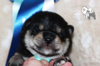 Shiba štěňata s PP/ FCI - 7