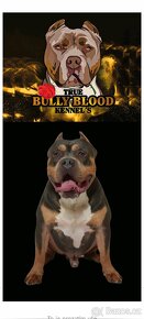 AMERICAN  BULLY XL - 7