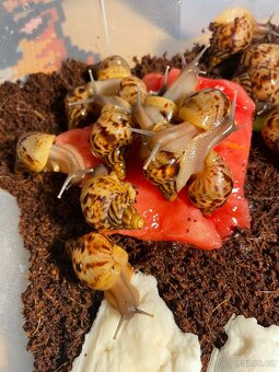 Oblovka síťkovaná (Lissachatina reticulata) 🐌 - 7
