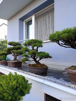 Borovice lesní (Pinus sylvestris) bonsai - 7