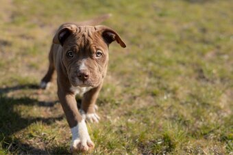 American bully Xl - 7