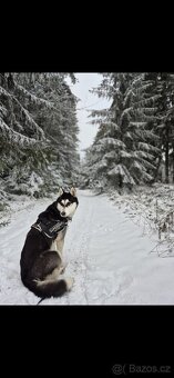 Sibiřský husky (bez PP) - 7