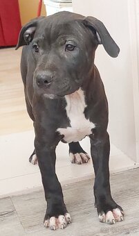 americky pitbulterier - 7