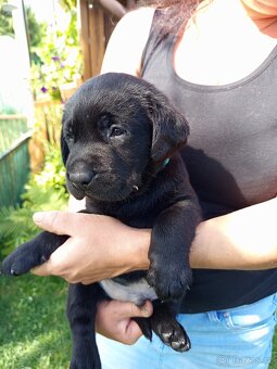 Štěňata labradora - 7