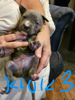 Štěňátka Pitbulla prodám - 7